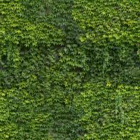 photo texture of ivy seamless 0003